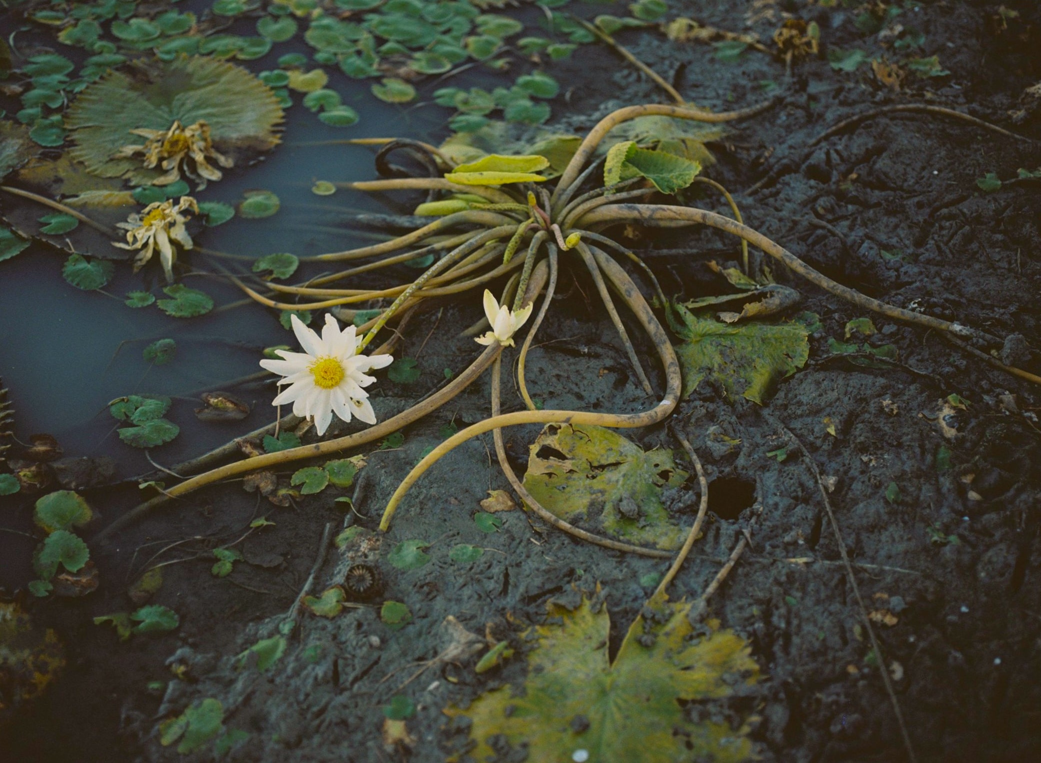 flower in lake 