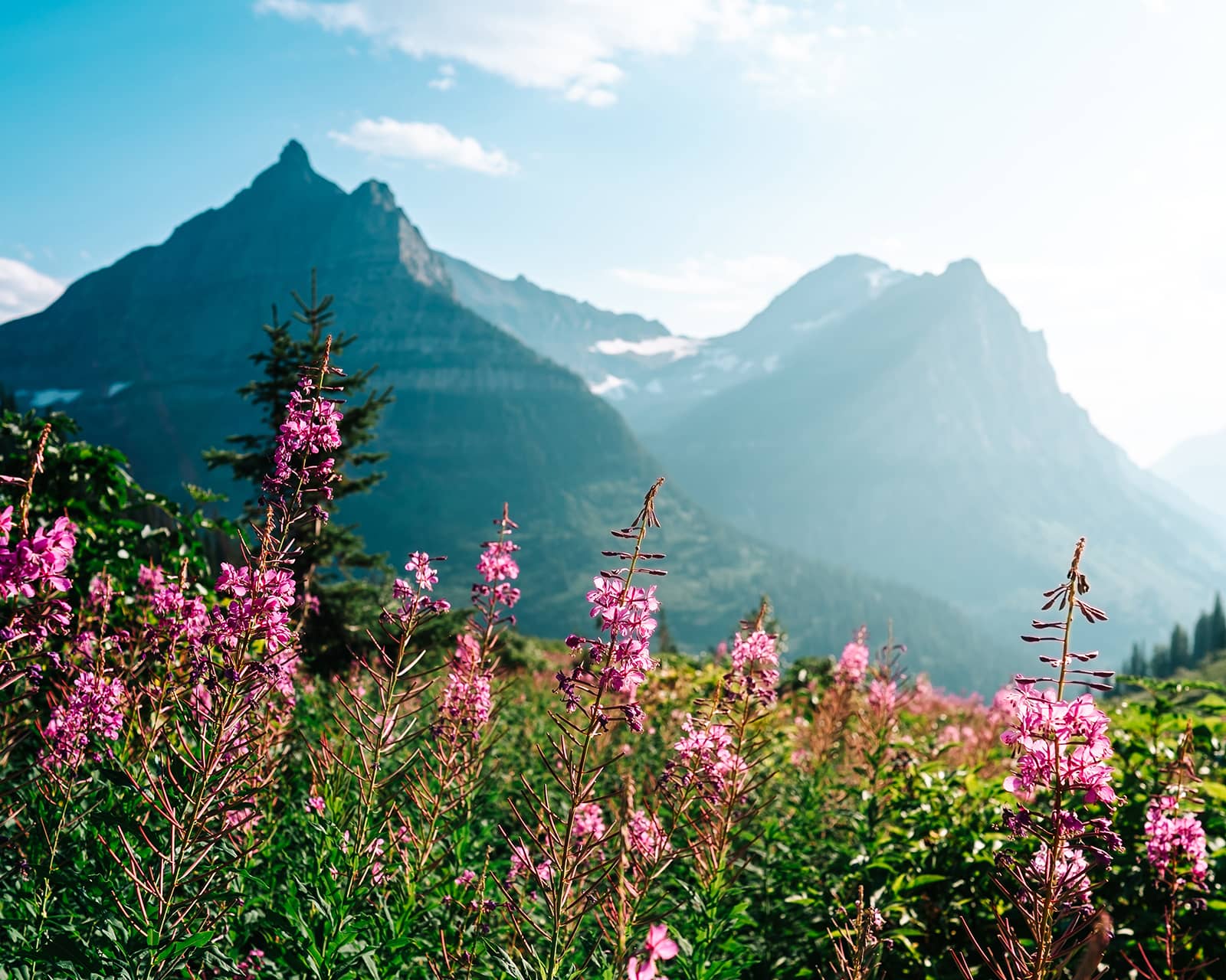 pink flowers with mountains in background